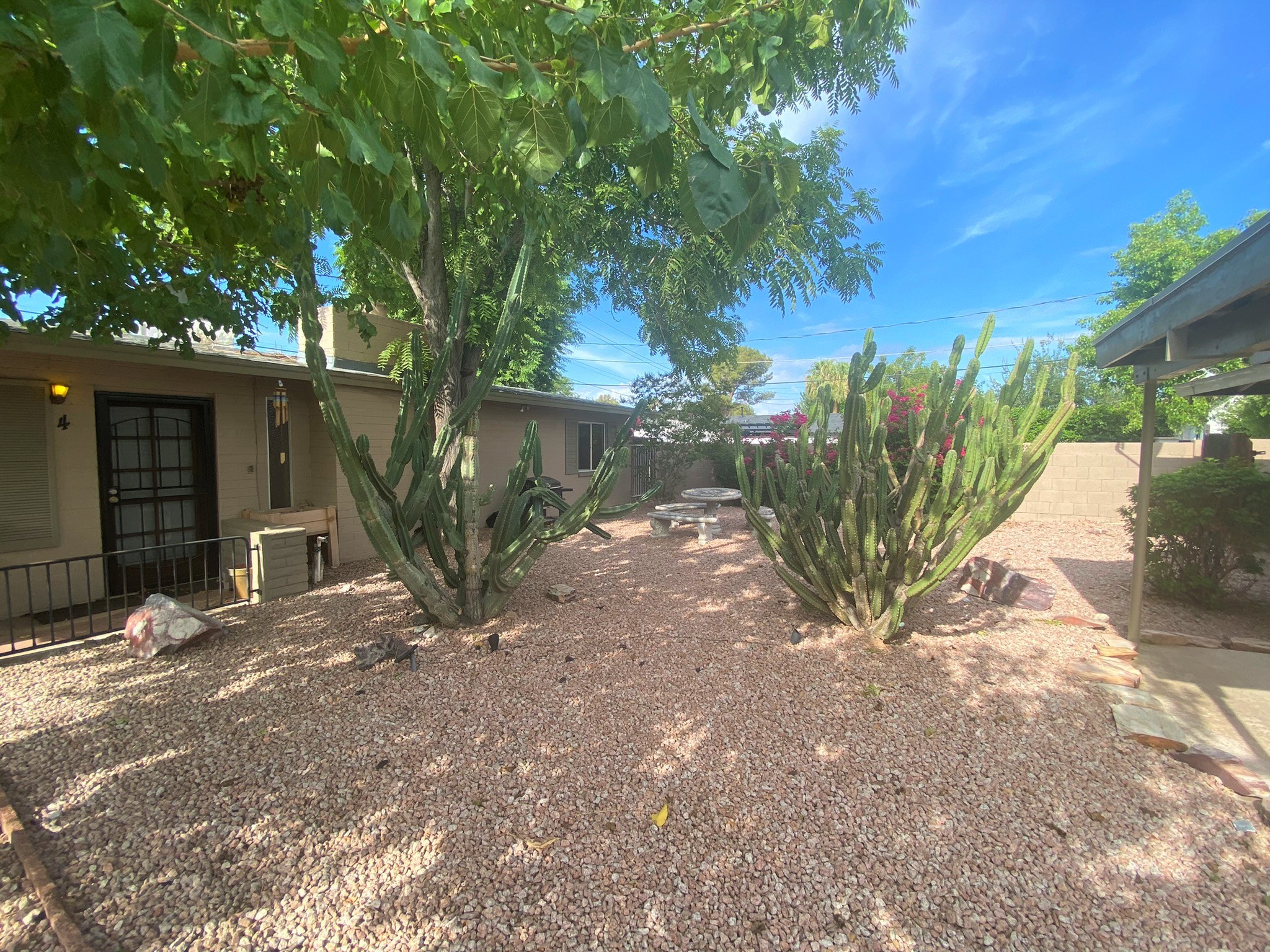 A garden with a cactus and a house in the background.